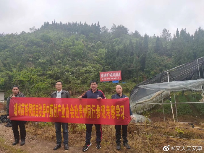 湖南漢眾農(nóng)業(yè)發(fā)展有限公司,懷化天然七角艾草植物種植,懷化艾制品制造銷售