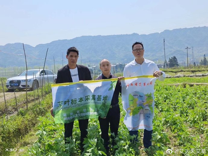 湖南漢眾農(nóng)業(yè)發(fā)展有限公司,懷化天然七角艾草植物種植,懷化艾制品制造銷售 湖南漢眾農(nóng)業(yè)發(fā)展有限公司,懷化天然七角艾草植物種植,懷化艾制品制造銷售