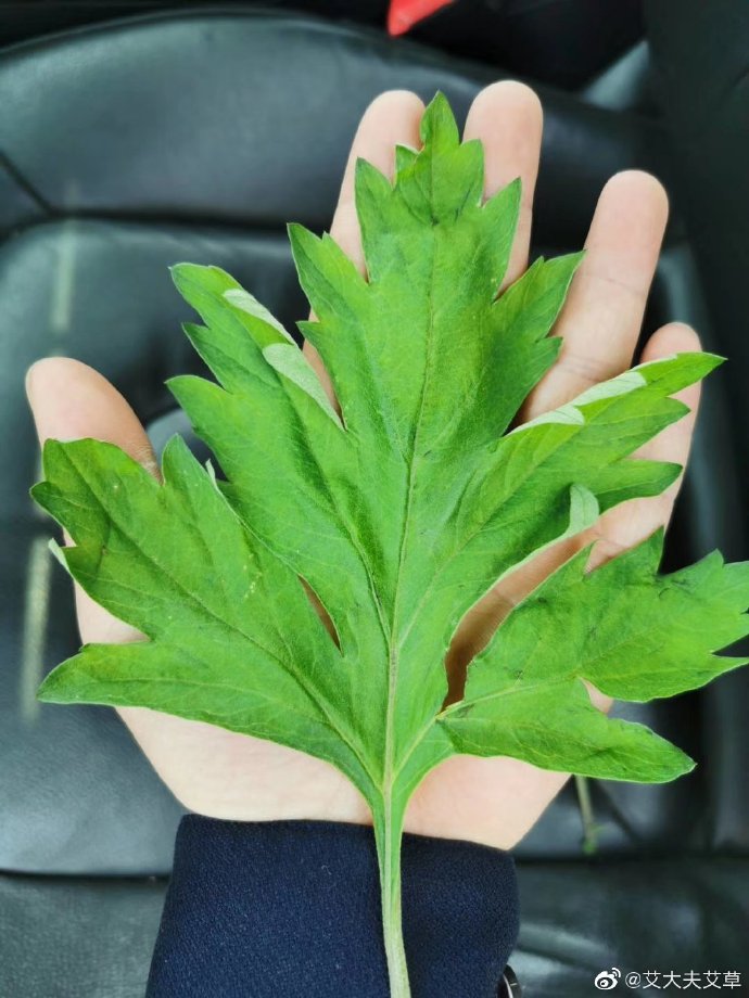 湖南漢眾農(nóng)業(yè)發(fā)展有限公司,懷化天然七角艾草植物種植,懷化艾制品制造銷售 湖南漢眾農(nóng)業(yè)發(fā)展有限公司,懷化天然七角艾草植物種植,懷化艾制品制造銷售